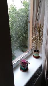 three potted plants sitting on a window sill at Apartments WHITE HOUSE in Lviv