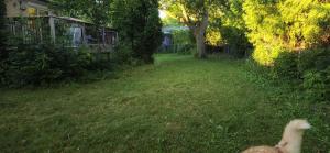a dog running through a yard in a yard at Huge 5BR Home Comfort, Style & Space for Everyone! in Richmond Hill