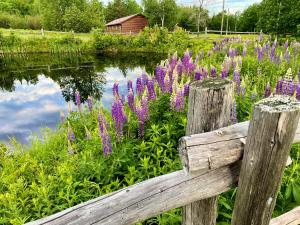 a wooden fence in front of a field of purple flowers at FOUR Nature Resort in Chelmsford +6 photos