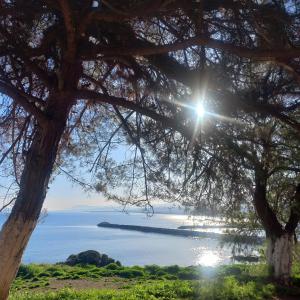a view of the ocean from under a tree at Grace, fifteen minutes drive away from the beach in Kolymvari