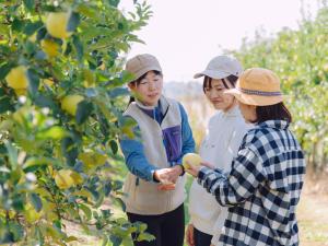 three women standing in an orchard picking apples from a tree at Cider Barn &more in Iida