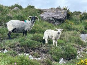 two sheep standing on top of a grassy hill at Luí na Gréine 