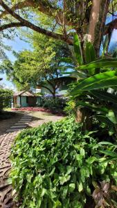 a large green bush next to a sidewalk at Aconchego em Barra Grande in Marau