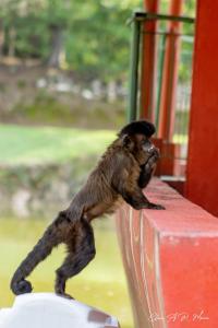 a small monkey standing on its hind legs on a wall at Parque Pousada Macaquinho Turismo in Serra Negra