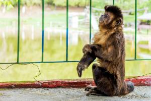 a small monkey standing on its hind legs in front of a window at Parque Pousada Macaquinho Turismo in Serra Negra
