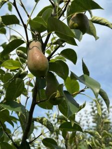 an apple tree with green fruits on it at NUR House in Kara-Koo
