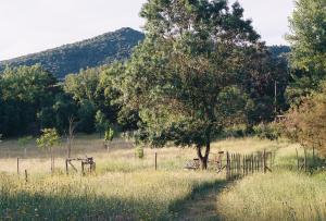 a tree in a field with a fence at Les Plaines in La Môle