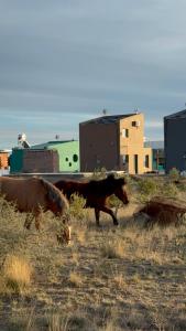 Dyr i feriehuset eller i nærheden