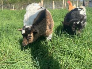 due animali sono in piedi nell'erba di Séjour chez Cécile a Marcenod