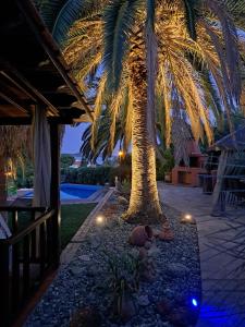 una palma di fronte a una casa con luci di Monica's Tropical Villa a Iraklitsa