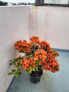 Imagen de la galería de 1BHK FULLY FURNiTURE FLAT AT BTM LAYOUT, en Bangalore