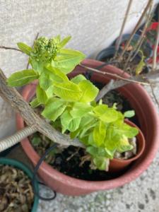 a potted plant with green leaves in a pot at Sunny room in the heart of the city in Athens
