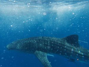 a whale shark swimming in the water at La Maison de Morgana in Ambaro