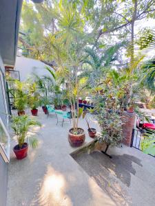 サユリタにあるApartamento Parota #の鉢植えの植物が並ぶパティオ