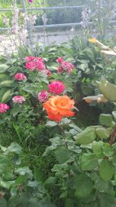 une fleur d'oranger dans un jardin avec des fleurs roses dans l'établissement Tims cottage, à Karakol