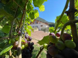 a bunch of grapes on the vine in a vineyard at Agriturismo Maso San Valentino in San Michele allʼAdige