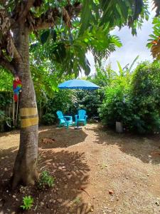 a tree with two blue chairs and an umbrella at Le cocon de Moreau - Spa extérieur in Goyave