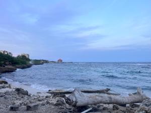 a log laying on the shore of a body of water at The Ocean Romana in La Romana