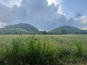a field of grass with mountains in the background at Natures Nook Homestay in Etkandura