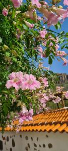 a bunch of pink flowers on a tree at Gästehaus Casa Roca Fataga in Fátaga +33 photos