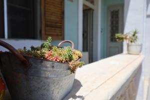a pail filled with plants sitting on a porch at Traditional Maltese Townhouse with Backyard Garden and Seafront Location in Taʼ Monita