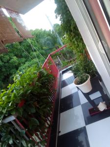 an indoor garden with plants on a balcony at Jolie studette dans un environnement arboré in Les Abymes +2 photos