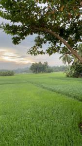 a large field of green grass with a tree at Lalies Inn in Batuan +7 photos