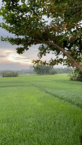a large field of green grass with a tree at Lalies Inn in Batuan