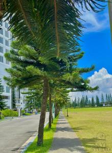 a row of palm trees on the side of a street at Tagaytay Condo - Skye Studio in Kaybagal