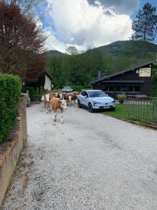 un troupeau de vaches marchant sur une route avec une voiture dans l'établissement le loft de l'Atelier, à Nans-sous-Sainte-Anne 2 autres photos
