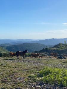 Άλλα ζώα σε αυτή η παραθεριστική κατοικία ή στη γύρω περιοχή