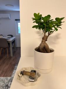 Fotografie z fotogalerie ubytování Cukr v Lublani