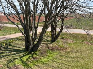 Billede fra billedgalleriet på Garden View near Confederation Bridge and Beaches i Borden-Carleton