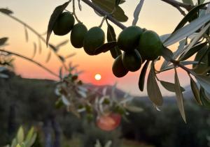 a bunch of green fruit on a tree with the sunset in the background at Villa Tramonto D'Oro in Ulcinj