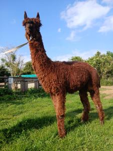 a brown llama standing in a field of grass at Willowbank farm rare breeds rescue in Dorchester