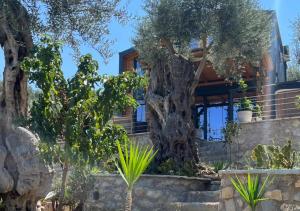 a house with a large tree in front of it at Villa Tramonto D'Oro in Ulcinj