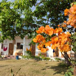a tree with orange flowers in front of a house at Kanus Ayangue in Ayangue +17 photos