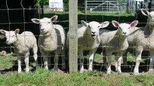 un grupo de ovejas de pie detrás de una valla en Arden Country House en Linlithgow