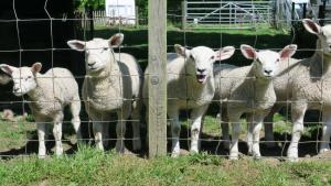a group of sheep standing behind a fence at Arden Country House in Linlithgow