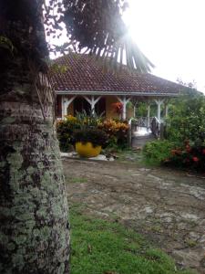 a house with a palm tree in front of it at Villa CACAO in Rivière-Salée