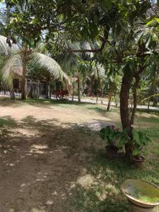 a tree in a yard with a house in the background at EECS Transit - Village stay in Katunayake +11 photos