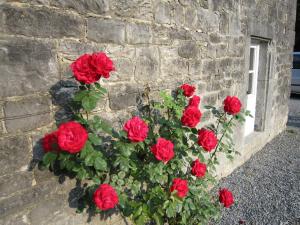 a bunch of red roses in a stone wall at Cosy Cottage in Barvaux-Condroz with Garden in Barvaux-Condroz