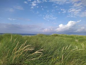 a field of tall grass with the ocean in the background at Paula - gemütliche Maisonette auf Fehmarn in Fehmarn +10 photos