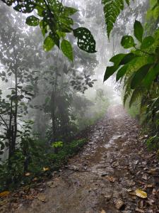 a dirt road in the misty jungle at Eco hotel la Esmeralda Cienaga in Ciénaga +5 photos