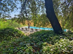 a person standing next to a swimming pool next to a tree at L'Olive, chambre agréable au Mas des Roses in Boisset-et-Gaujac