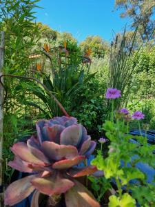a flower in a garden with other plants at Chambre avec salle de bain in Penta-di-Casinca +4 photos