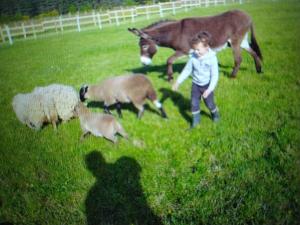 Zvířata v prázdninového domu nebo okolí + 4 fotografie