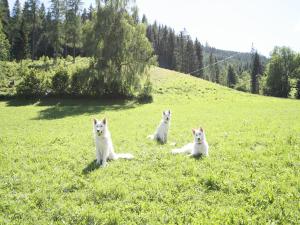 three white cats sitting in a field of grass at Sprawling Mansion near Ski Area in Salzburg in Eben im Pongau
