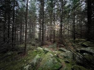a forest with some rocks and trees and trees at Holiday homes in the Schierke Harzresort, Schierke in Schierke