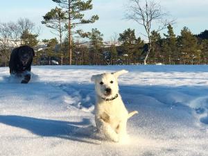 a white dog is sitting in the snow at 15 person holiday home in Treungen in Treungen +23 photos